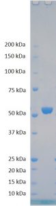 Reducing SDS-PAGE gel showing purified CCHF Nucleoprotein running with an expected MW of approximately 53kDa.